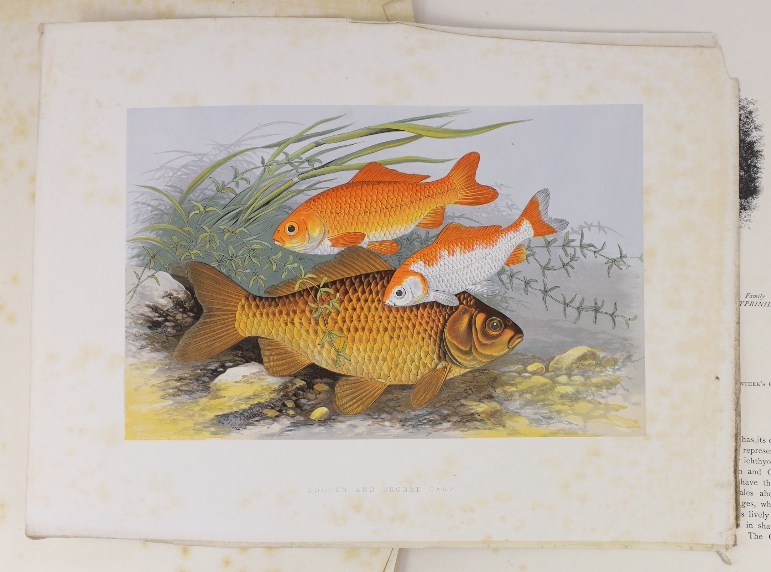 Houghton, Rev. William - British Freshwater Fishes, 2 vols. 41 coloured plates (with guards); publisher's gilt and blind pictorial leather cloth, ge., roy. 4to. (1879)